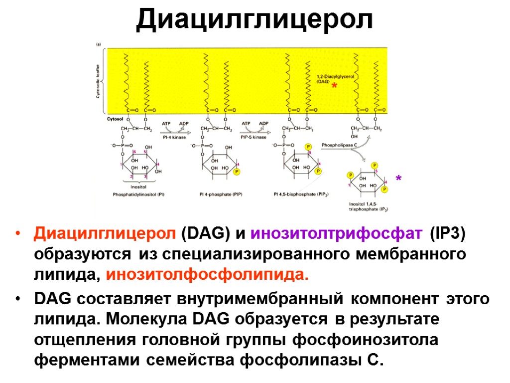 Диацилглицерол Диацилглицерол (DAG) и инозитолтрифосфат (IP3) образуются из специализированного мембранного липида, инозитолфосфолипида. DAG составляет